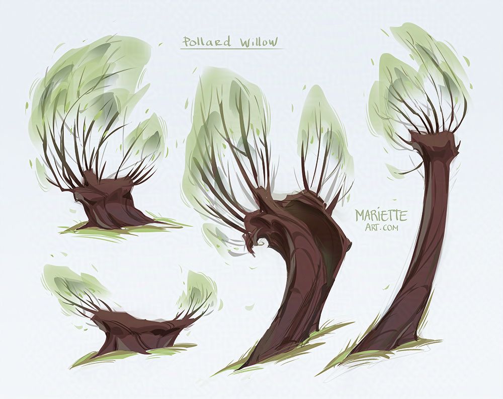 Sketches of pollard willow trees
