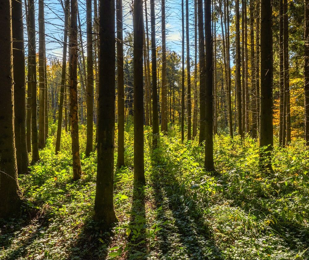 Screenshot from the nature scene transition, which featured a well-lit forest with trees roughly uniformly distributed around the user.
