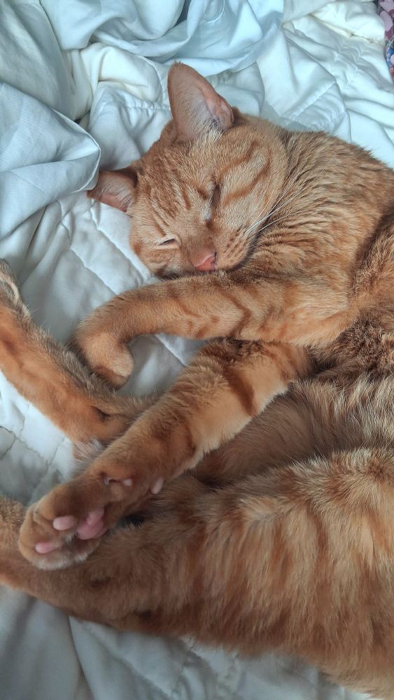 Picture of a sleeping orange cat. He is on his side with one paw curled near his face. 