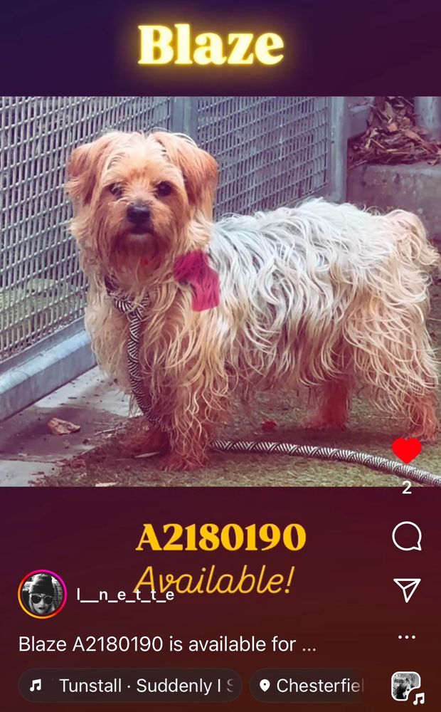 Photo of Blaze A2180190 is available for adoption or rescue. He's a real sweetie. He's fun.
South L A animal
Shelter
1850 W 60th St, Los Angeles
CA 90047
#adoptdontshop
#rescuedogs
