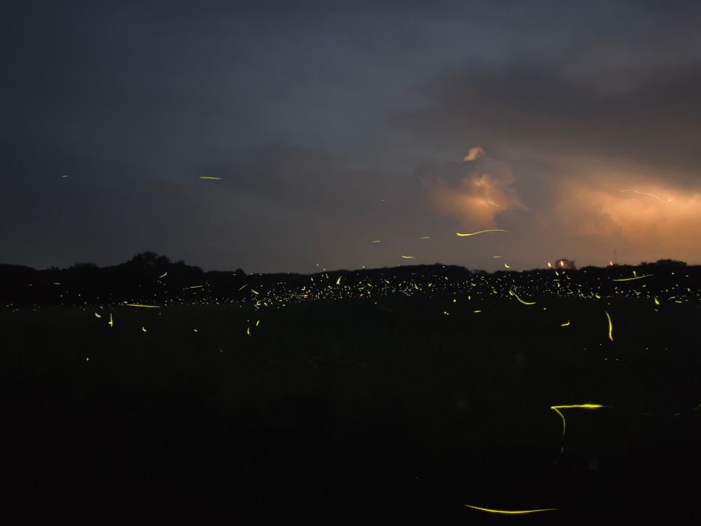 Photo of park near dusk. Ground is dark with dots and streaks of yellow from lightning bugs. Sky is mostly grey with cloud cover. Slight orange color from lighting on the right. In the orange there is a small lighting bolt