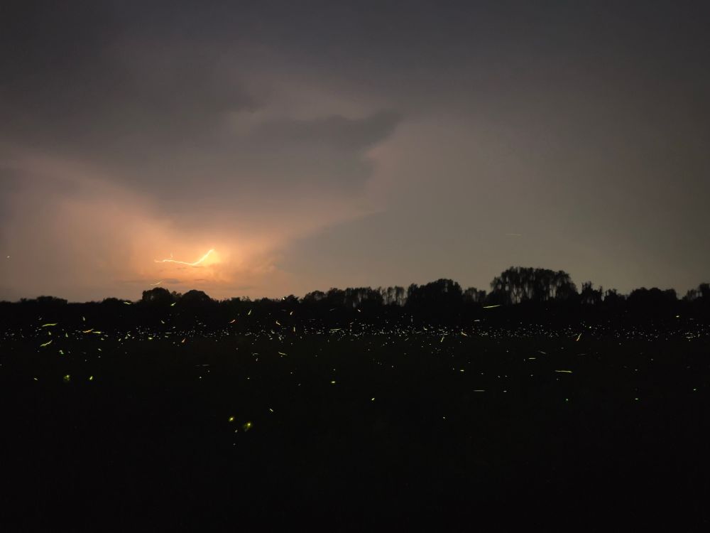 Photo of park near dusk. Ground and tree line are dark with dots and streaks of yellow from lightning bugs. Sky is mostly grey with cloud cover. Slight orange color from lighting on the left. In the orange there is a small lighting bolt