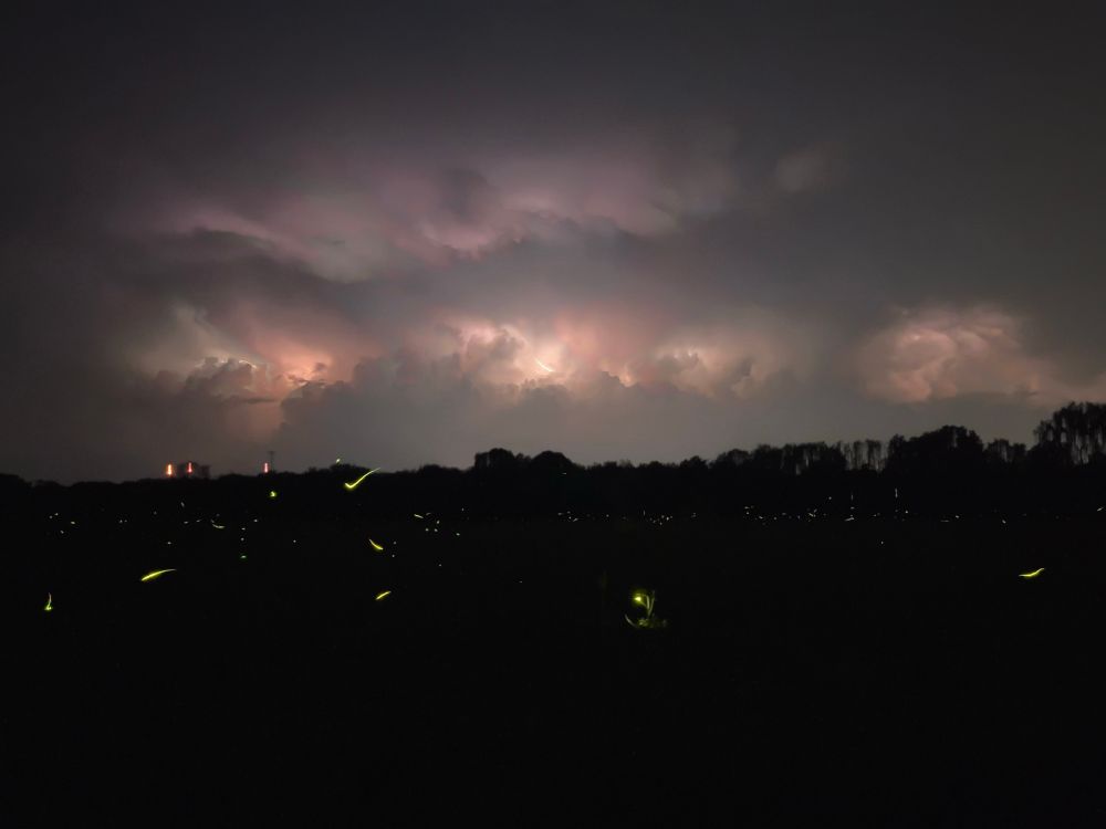 Photo of park near dusk. Ground and tree line are dark with dots and streaks of yellow from lightning bugs. Near the center, one lighting bug light illuminates near by plant foliage. Sky is mostly grey with cloud cover. Pockets of white, purple, and orange from lighting throughout the sky.
