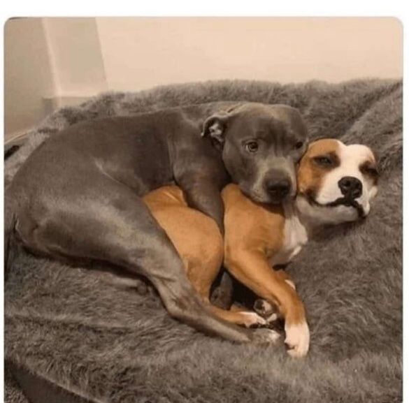 doggos cuddling 