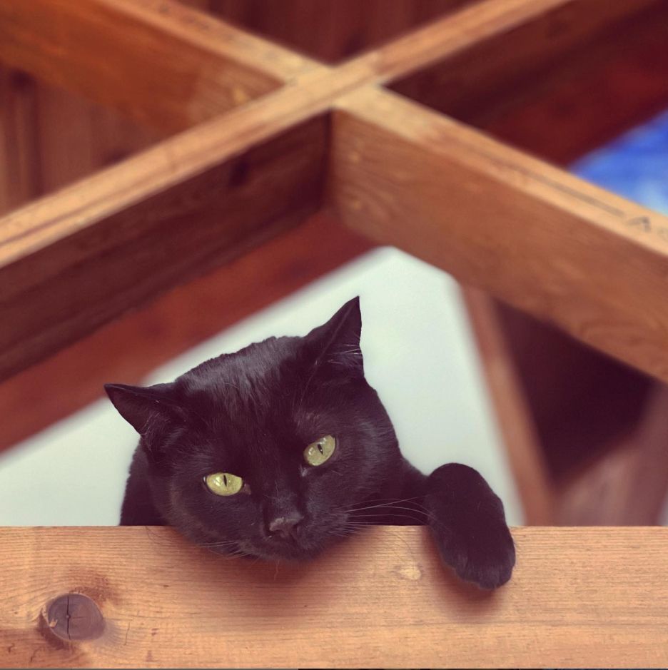 photo of black cat