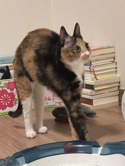 A cat standing on a wood floor