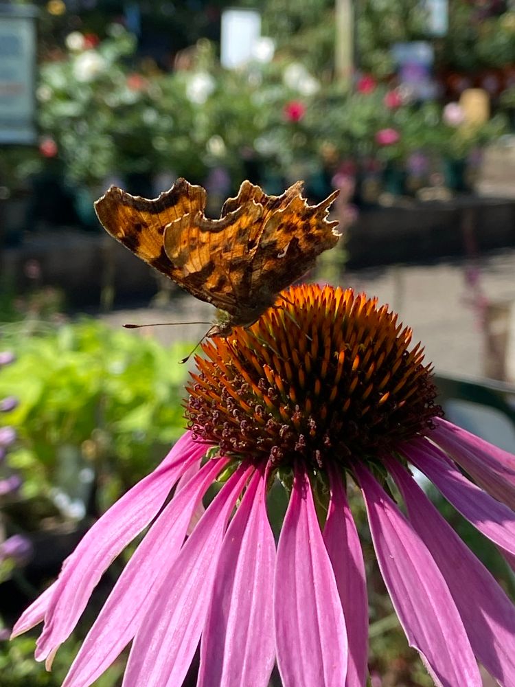 Comma butterfly with it scalloped wings closed sitting on top of a pink echinacea flower.