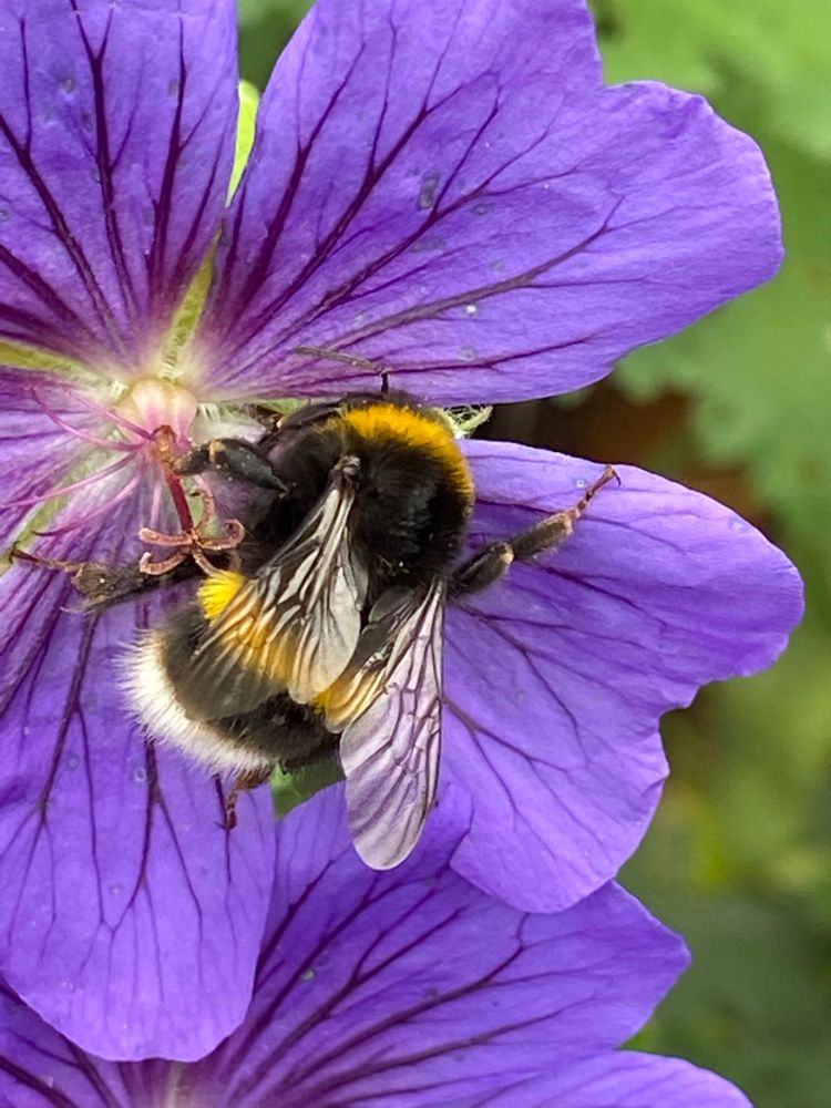 A small buff-tailed bumblebee with its wings showing all their veins, sitting on a dark purple geranium also showing its veins.