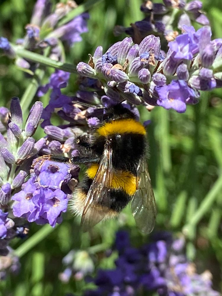 A large buff-tailed bumblebee on a stalk of lavender.