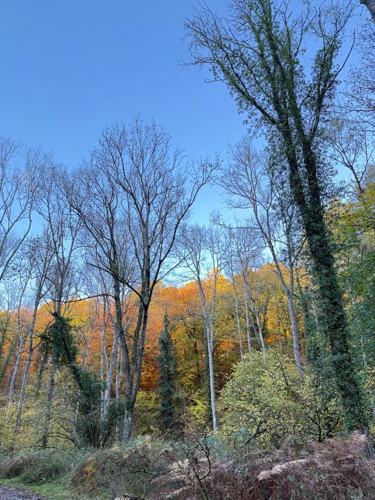 Golden beech trees in the distance 