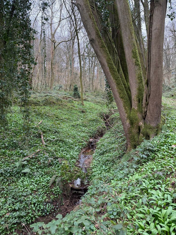 Woods with a stream and wild garlic growing on both banks 