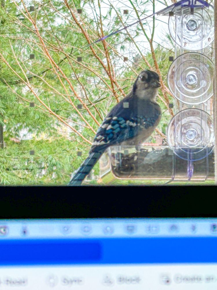 Blue Jay