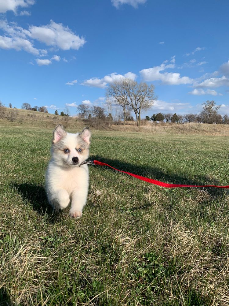 Pomsky dog puppy frolicking in the grass

