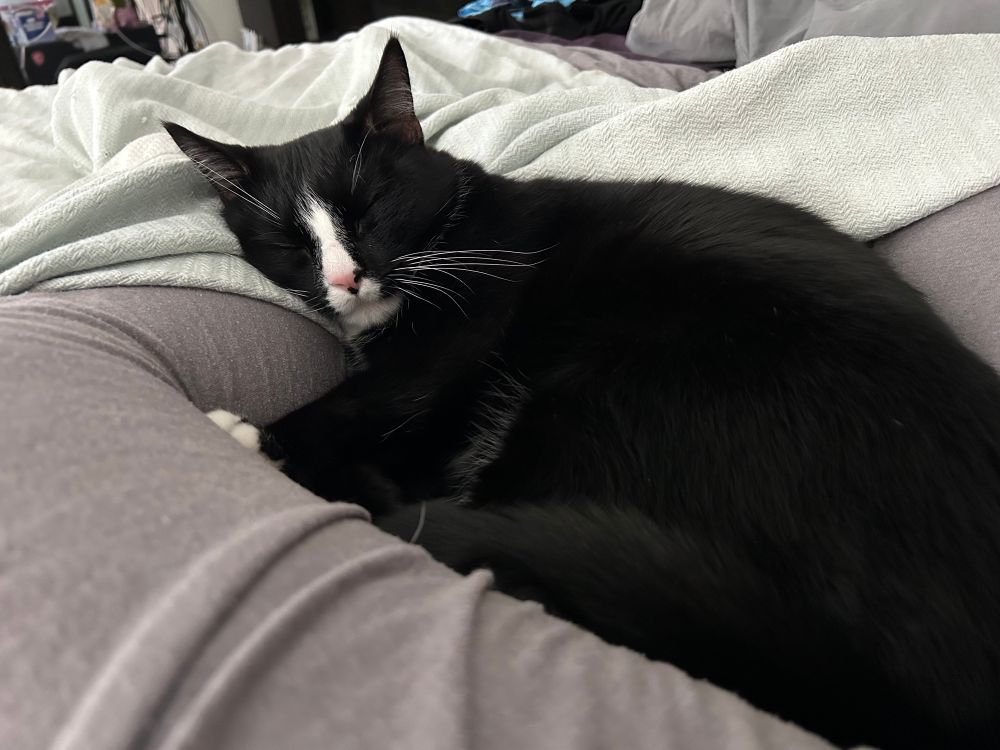 Tuxedo cat sleeps on a person’s leg, kneading the thigh and nuzzling the calf.