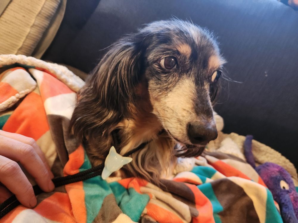 A small grey dachshund wearing a bolo tie