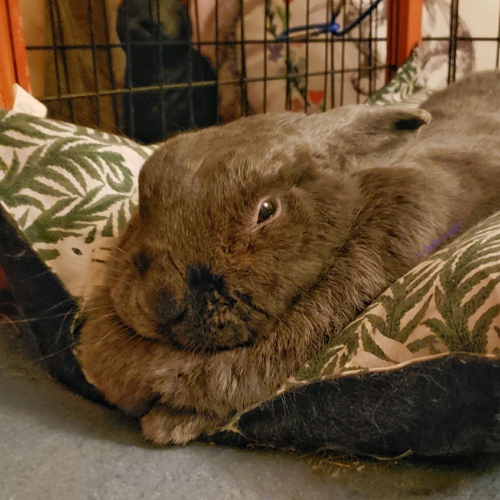 Small grey rabbit lying in her cushioned bed with her front toes peeking out from under her ample dewlap.