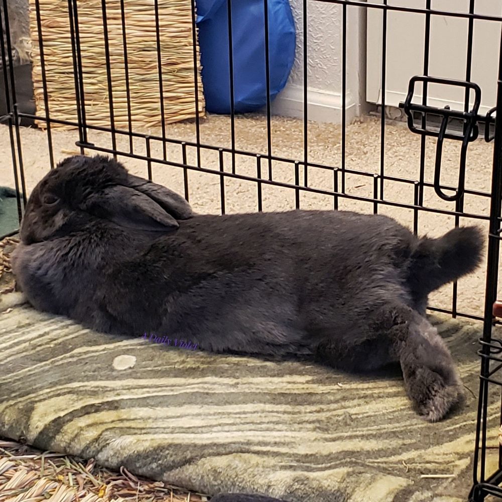 Small grey rabbit stretched out on a fleece mat with one thumper extended and her tail at a jaunty angle.