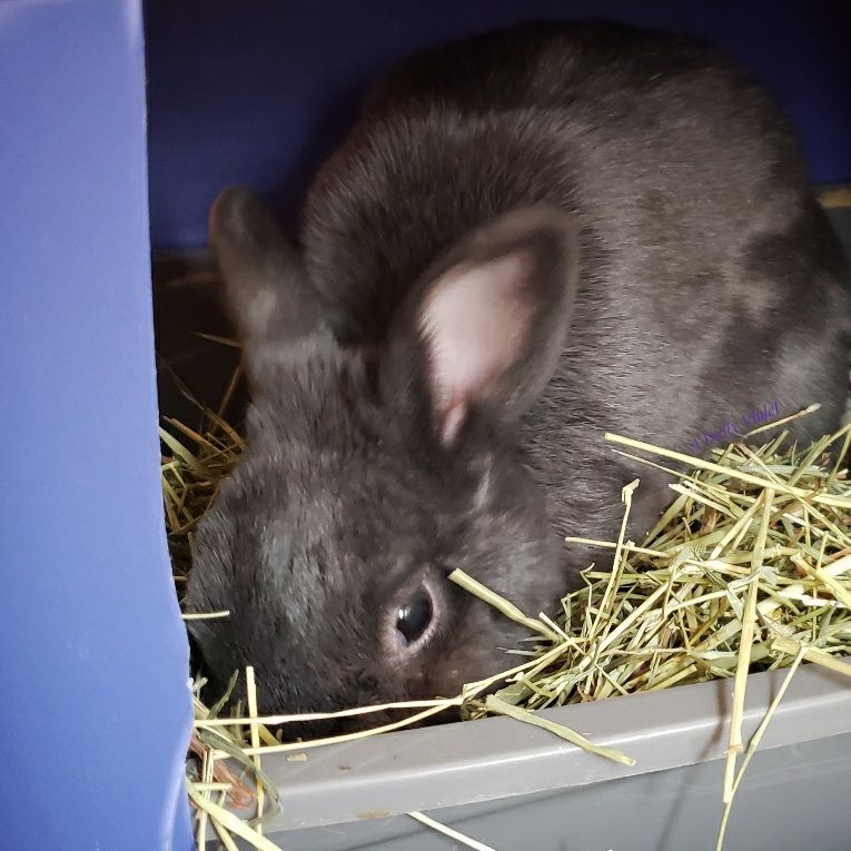 Small grey rabbit with her nose buried in her hay.