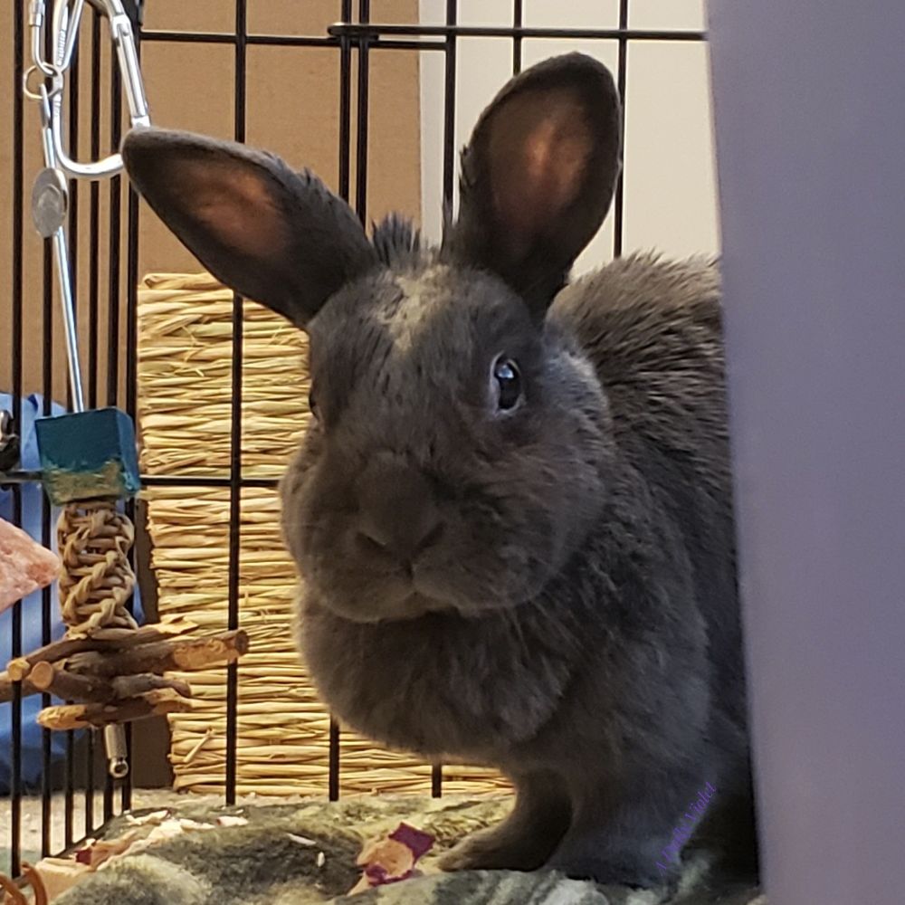 Small grey rabbit peers curiously around the side of a blue plastic tub. She is standing next to a hanging chew toy.