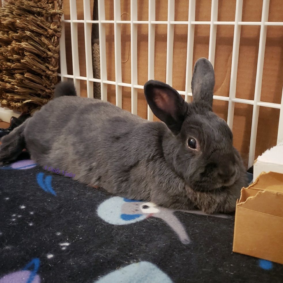 Small grey rabbit stretched out on a fleece mat next to her enclosure fence.