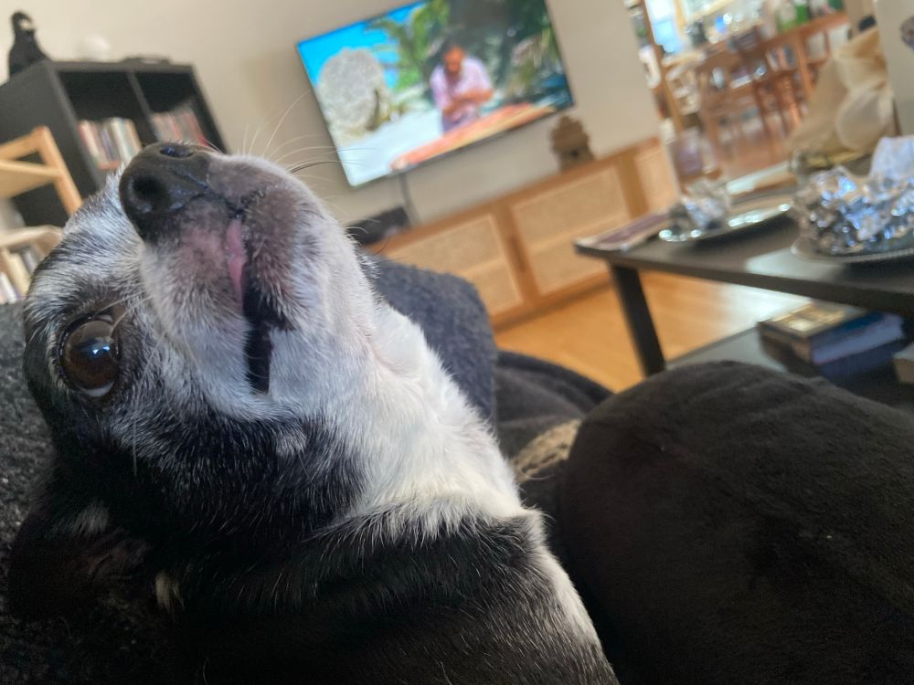 A chihuahua looking up at the camera, Survivor on the TV in the background. 