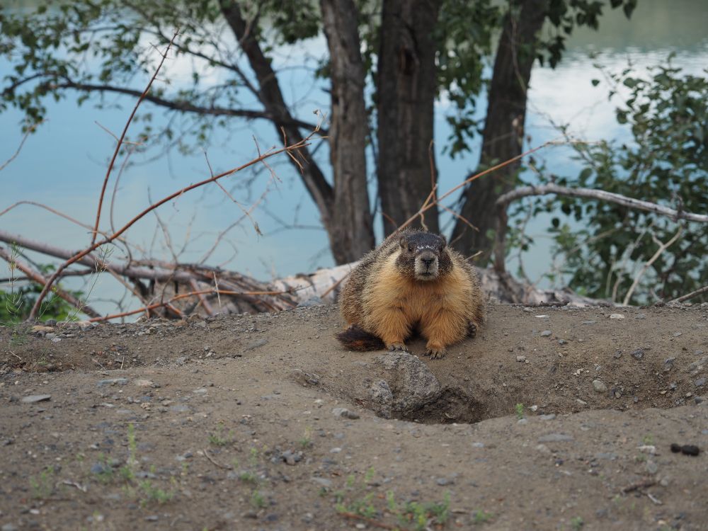 Marmot looking at the camera
