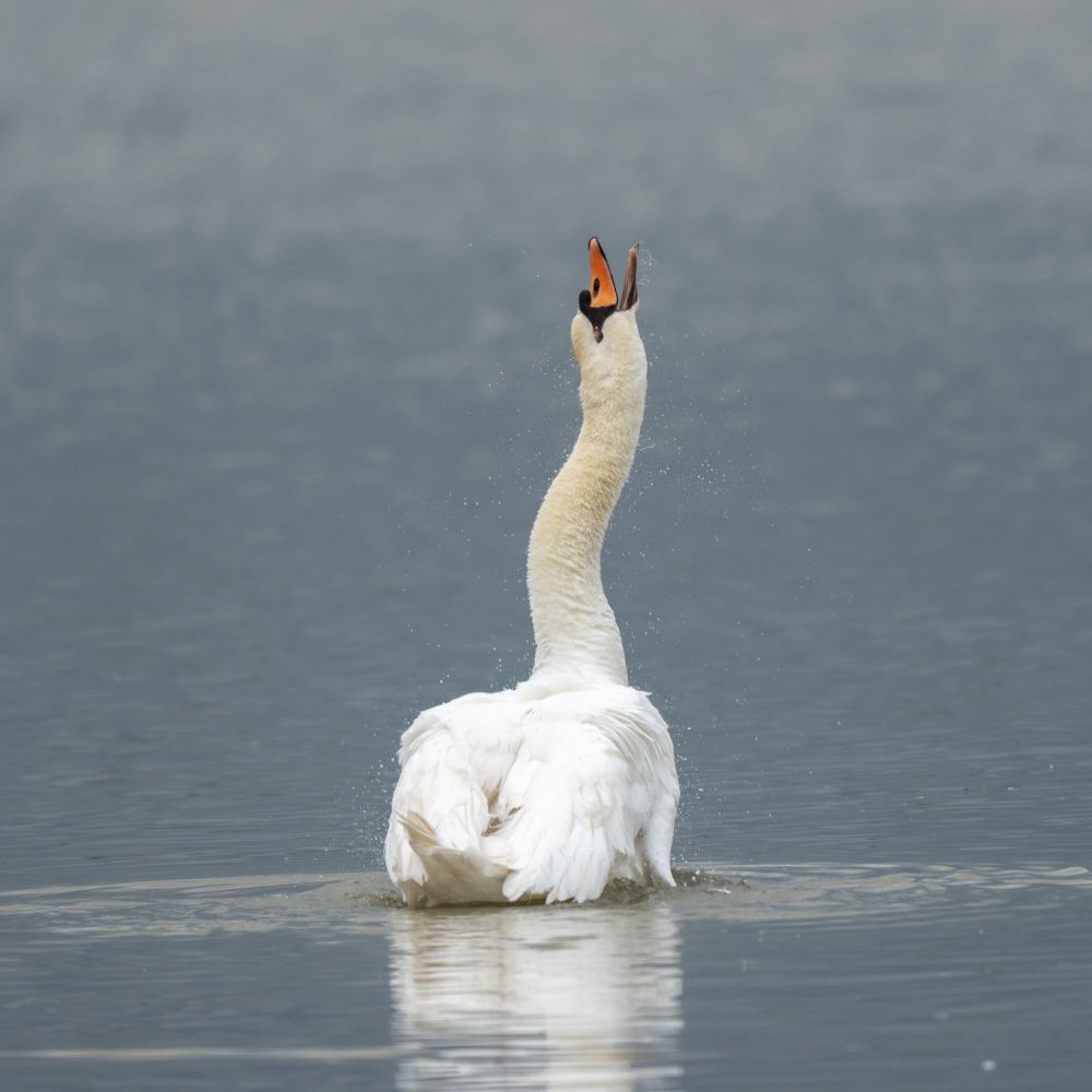 Knobbelzwaan.

Ochtendexcursie, stevige wandeling over goed begaanbare paden, conditie vereist

We gaan wandelen rond de “Surfplas” en zullen naar alle waarschijnlijkheid veel watervogels zien. Boven de polder cirkelt vaak wel een buizerd. In de natuurvriendelijke oevers verschuilen zich waarschijnlijk ook wel de nodige steltlopers. Na afloop kunnen we nog een kopje koffie drinken (op eigen kosten).

Leiding: Marcel van Rooijen