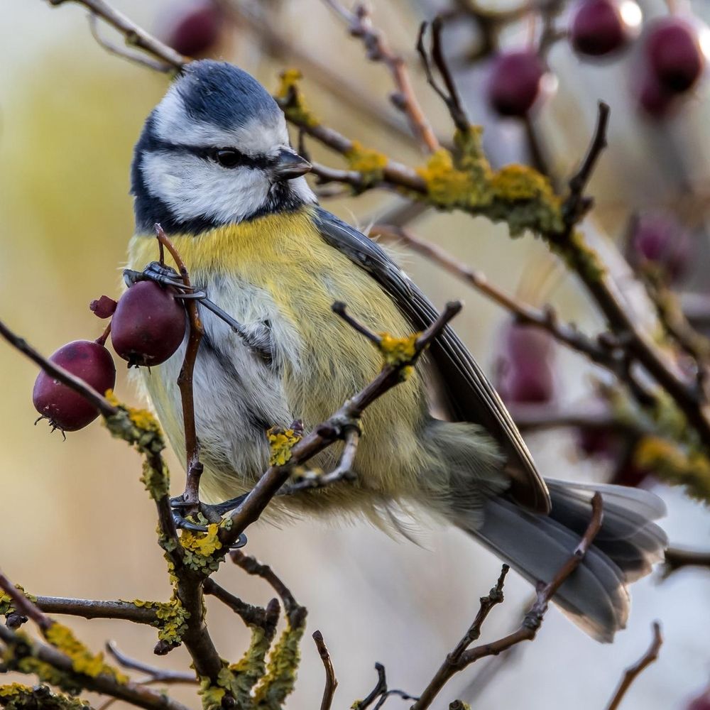 Pimpelmees hangt aan een tak met rode besjes. 