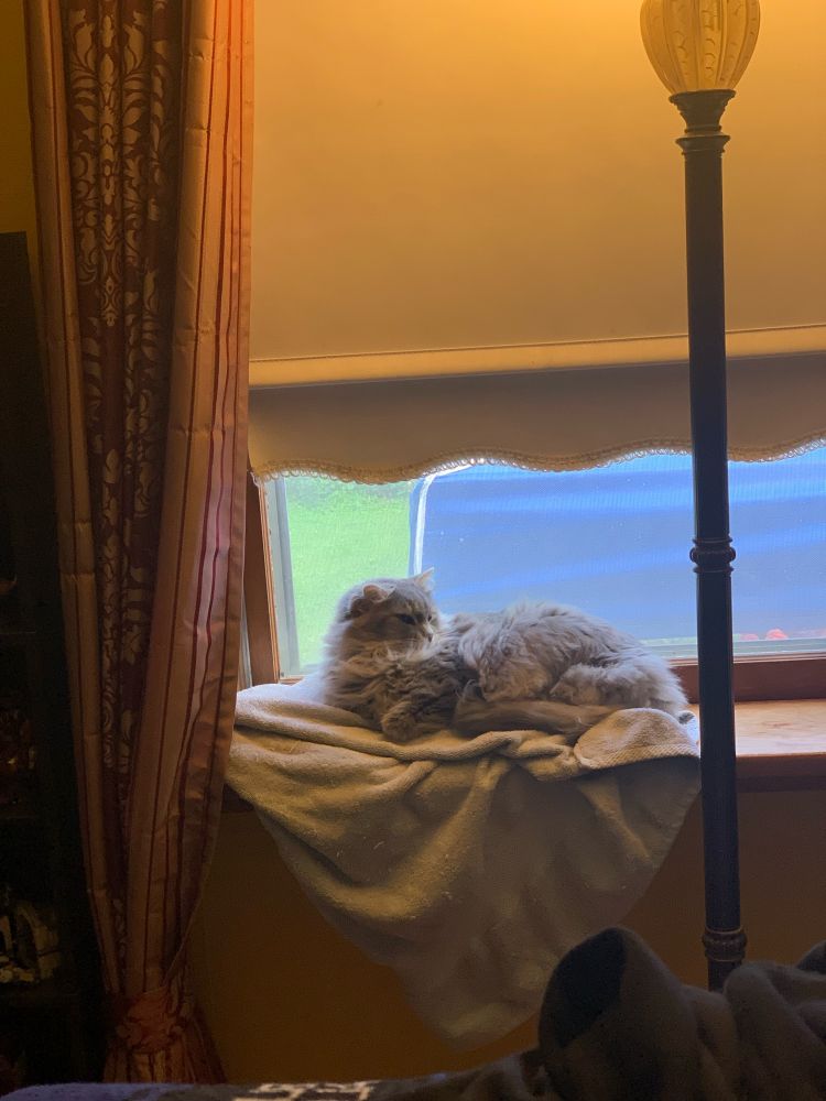 A long haired grey girl lays in a window on top of a towel, enjoying the spring sun. She is a beautiful cat and is curled around herself in the way that cats do when they feel quiet and safe. Her name is Hope. 