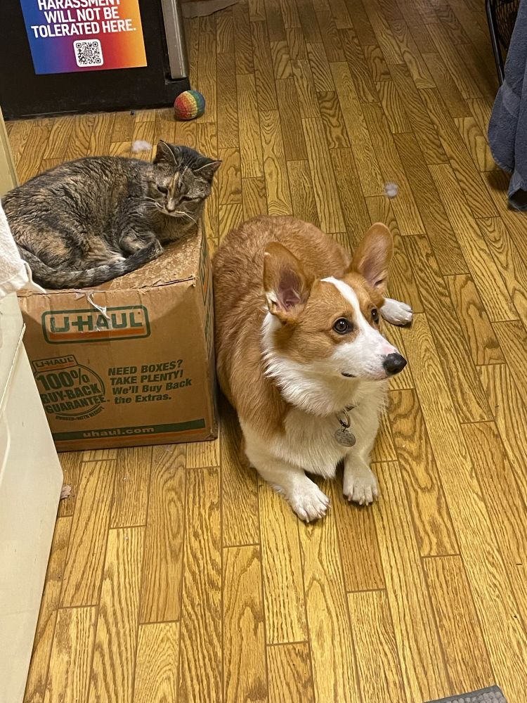 On top of a busted ass book box sits a tabby cat who is actually a Bengal mix and vaguely bushier. She is curled up with her tail around herself. To her right is a red and white corgi who has his attentive ears on and is paying attention to someone to the side who probably has food. He is laying very pretty on the floor and being good for a change. They are in the kitchen and her box is next to the stove. 