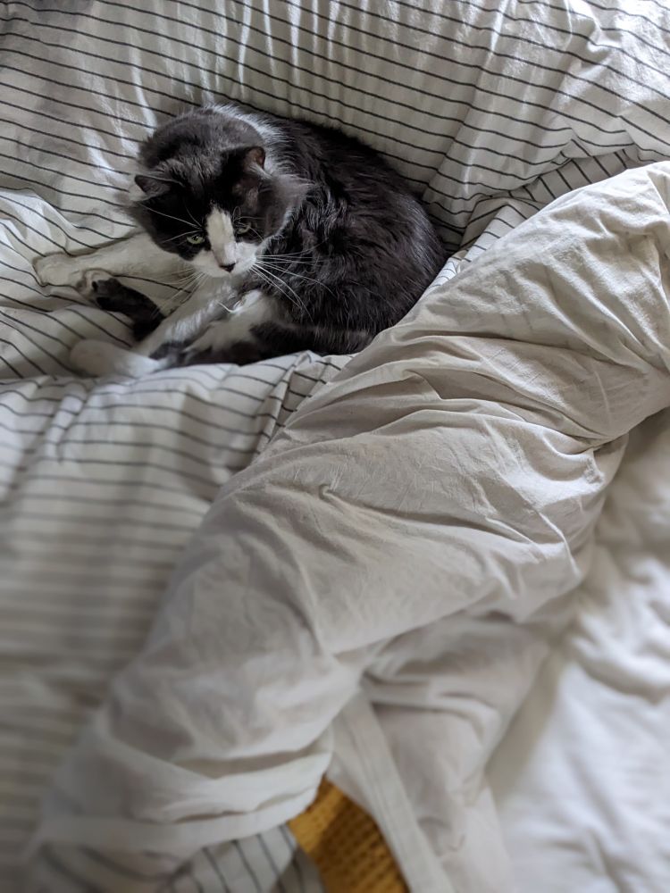 Mitchell is a grey and white tuxedo cat with a mask-like pattern on his face. He is snuggled in an unmade bed, legs splayed.