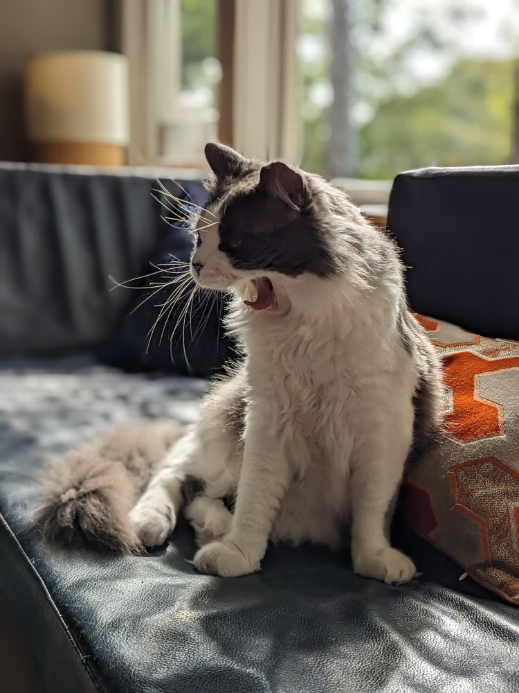 Mitchell is a grey and white cat with a black nose and a mask-like pattern on his face. He is sitting sidesaddle on a leather sofa; his mouth is open and his tongue is out. His firework white whiskers are silhouetted in the light from the windows behind him.