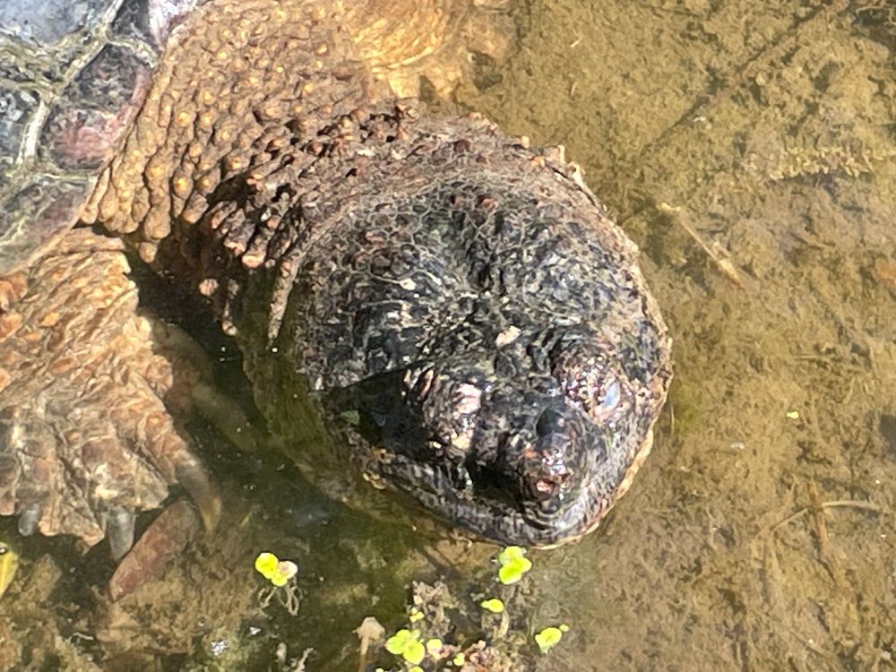 A snapping turtle poking its head out of a stream.