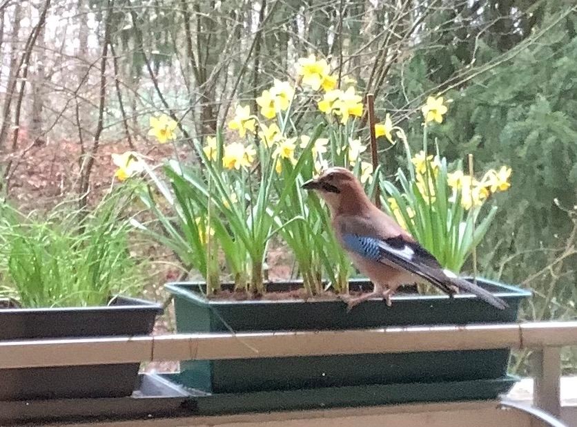 A Jay perched on a balcony planting box with a background of daffodils
