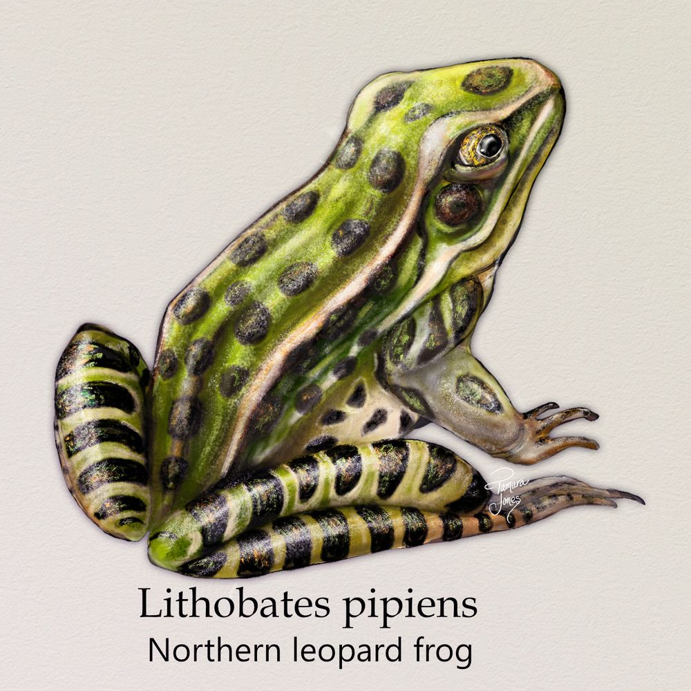 Digital painting of a Northern leopard frog sitting, facing the viewer's right against a warm beige background with a subtle papery texture. The viewer is looking slightly down at the frog and can see the top of its toes and head. It's a green and coppery frog overall, with black spots on its torso and black bands on its legs. Its iris is gold-flecked and the black markings that catch the sun have a similarly glittery appearance.