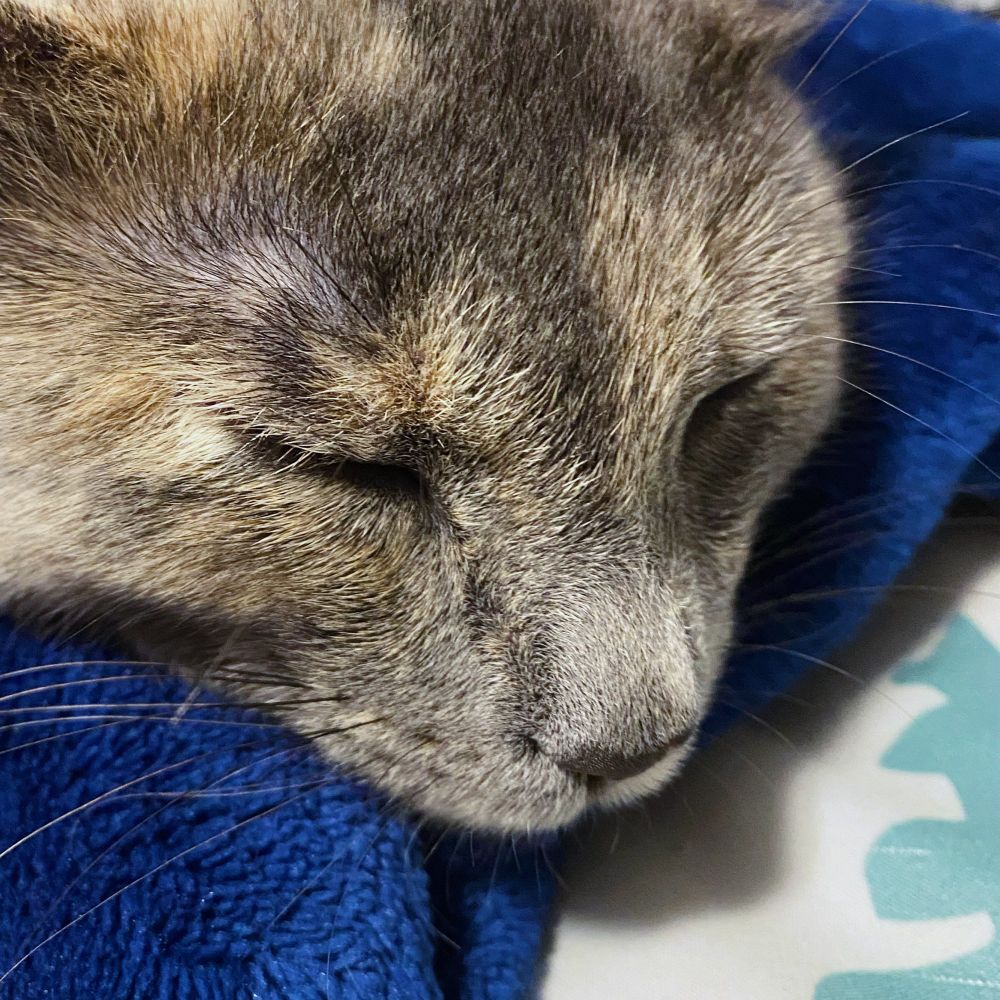 Close up of a muted tortie cats face