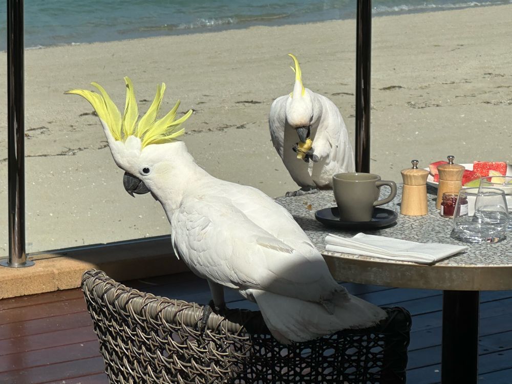 Two cockatoos enjoying breakfast on a table at an island resort in Australia.