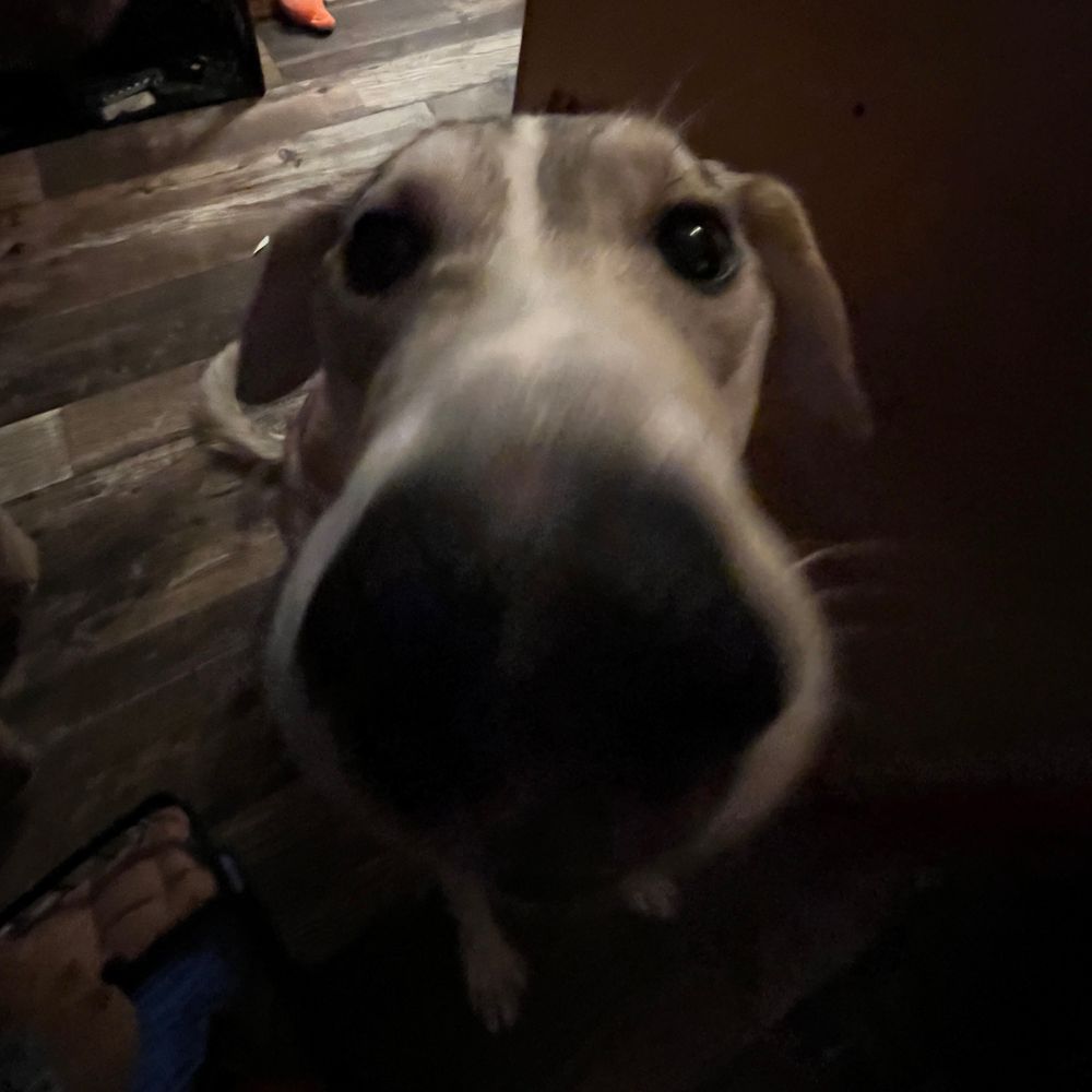 White/grey Alaskan husky has her nose pointed at the camera and has big eyes and looks very cute 