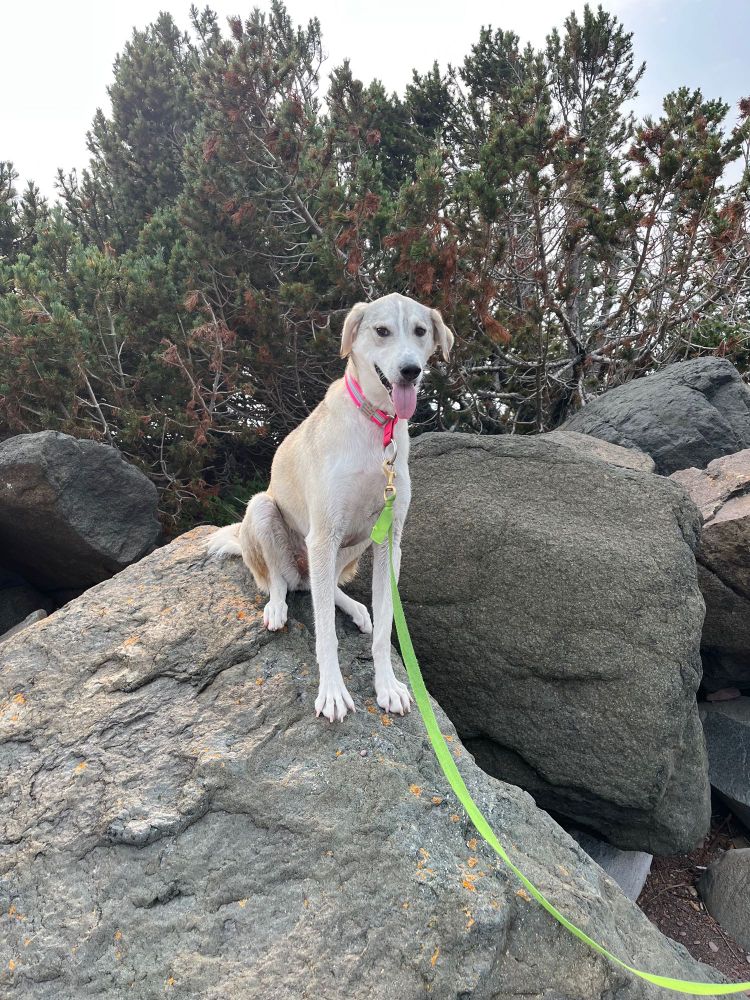 Whiteish tanish grayish alaskan husky is perched on a boulder with a goofy smile on her panting face 