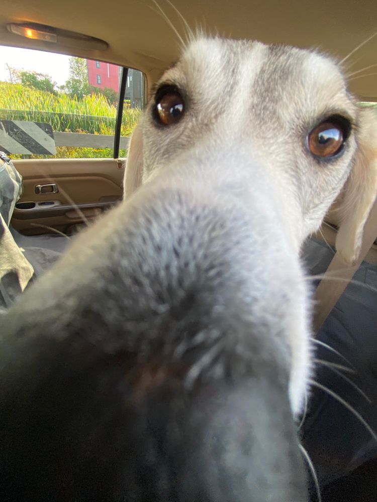 Extremely goofy nose-first 0.5 lens shot of white and gray Alaskan husky Fritter buckled into the backseat of my car