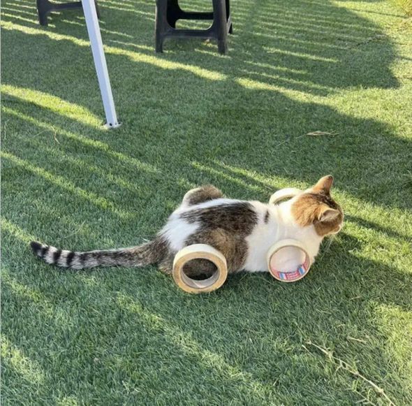 a cat with four rolls of tape so it looks like it has wheels