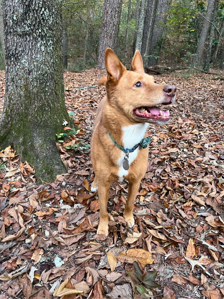 Red-ish dog in the woods