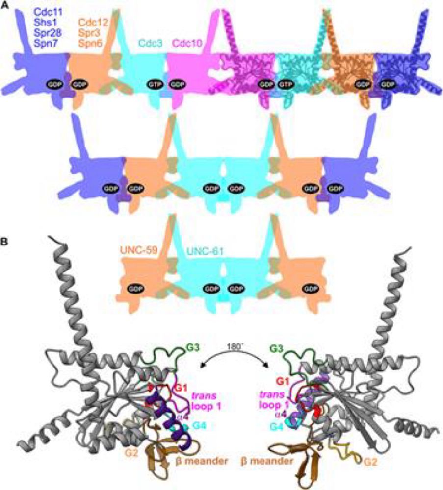 Evolutionary degeneration of septins into pseudoGTPases: impacts on a hetero-oligomeric assembly int...