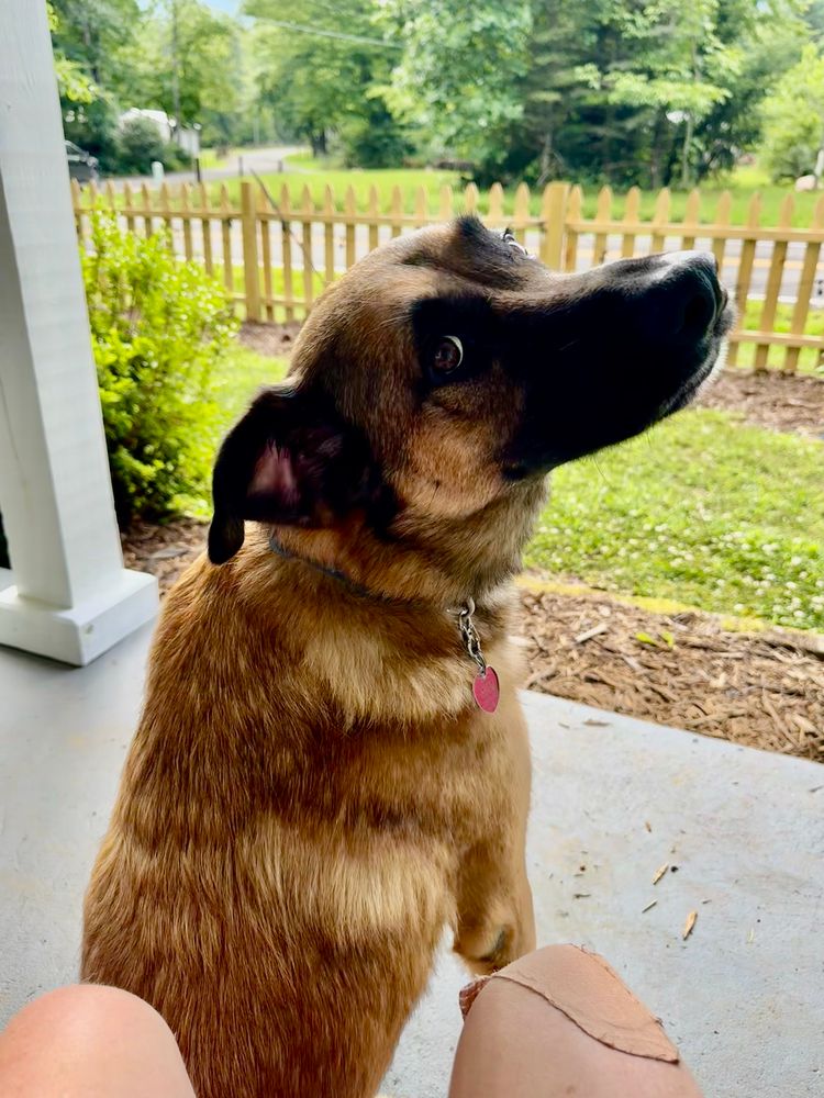 Brown and black dog sitting in front of knees looking back at the camera. In the background is a yard, fence and street. 