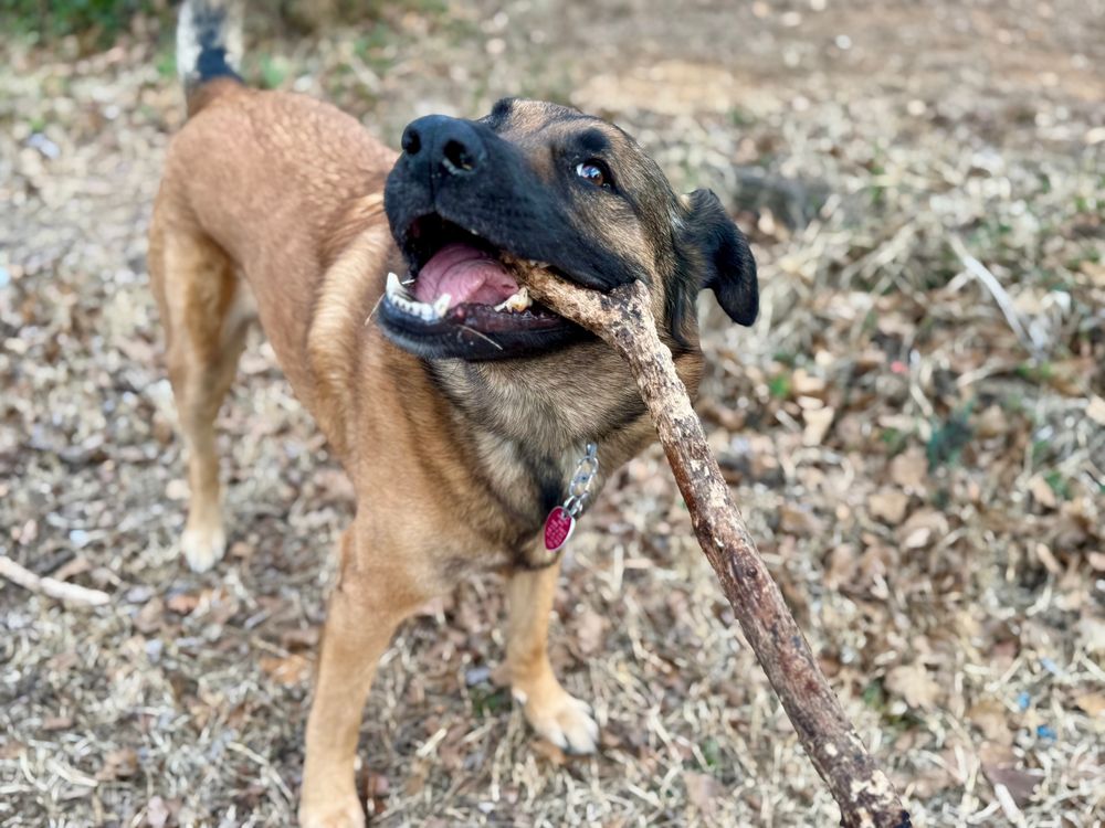 Doggo chewing stick. 