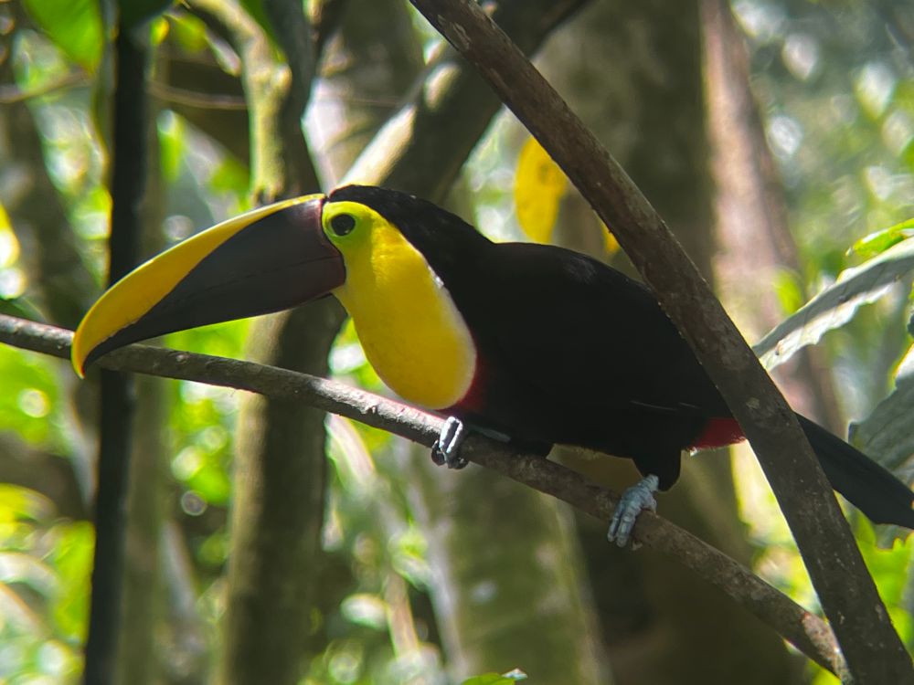 Yellow and black toucan sitting in a tree.