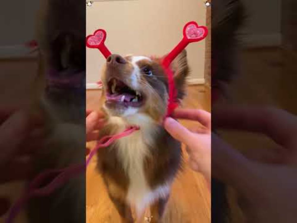 Dogs give us so much happiness. #happy#happydog#dog#funnyvideos#funnydogs#dogsoftiktok#cutedog#dogs