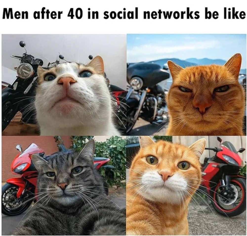 Cats and motorcycles