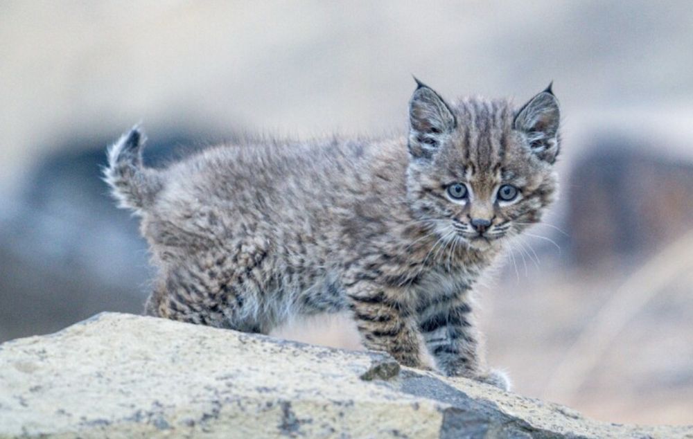 baby bobcat aka robertkitten
