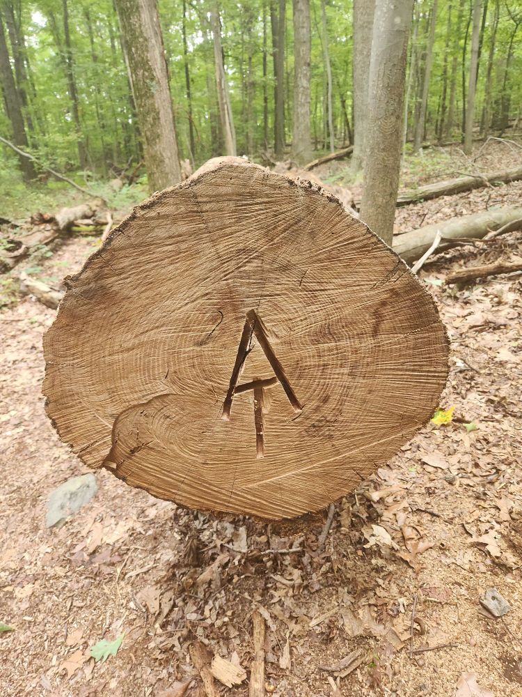 A large fallen treen has the letters "AT" carved into to mark the Appalachian Trail